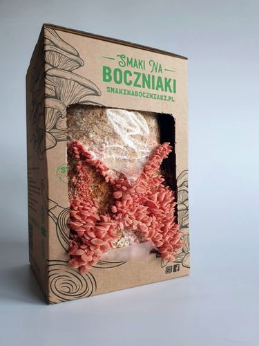 Zestaw do uprawy grzybów SNB boczniak różowy na Arena.pl