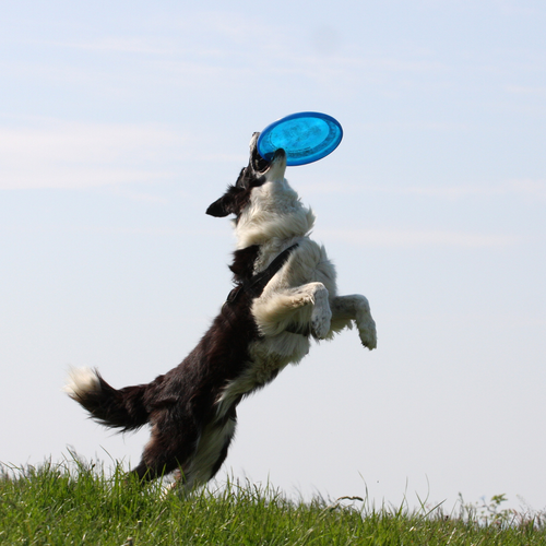 Dysk Do Frisbee Ultimate Latający Do Rzucania Df-05 Niebieski na Arena.pl