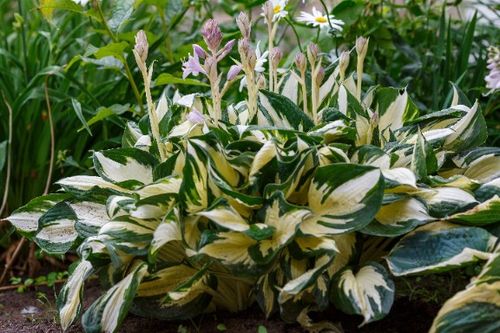 Funkia Hosta 'Fire and Ice'  Biało Zielone Liście Doniczka 2.0L na Arena.pl
