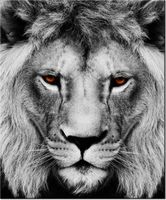 product-compare-58656666