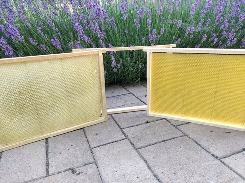 Węza pszczela Wielkopolska - 5 kg karton na Arena.pl