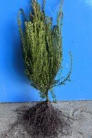 Cis pospolity (Taxus baccata) sadzonki na żywopłot 50-80cm SZKÓŁKOWANY