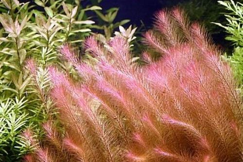 Zestaw roślin łatwych w uprawie 3 plany + GRATIS na Arena.pl