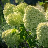 HORTENSJA BUKIETOWA LIMELIGHT 30-50 CM. KRZEWY24
