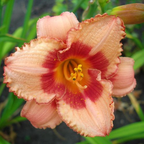 Liliowiec 'Strawberry Candy' Jasno-Różowy (Hemerocallis) Doniczka 2.0L na Arena.pl