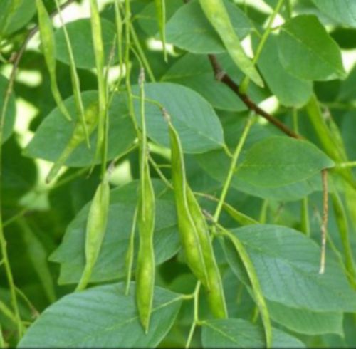 STRĄCZYN ŻÓŁTY Miododajny - sadzonki w doniczkach na Arena.pl