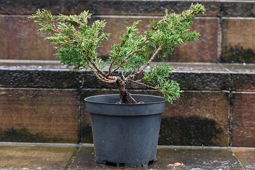 Jałowiec chiński Shimpaku - Juniperus chinensis 0058 na Arena.pl