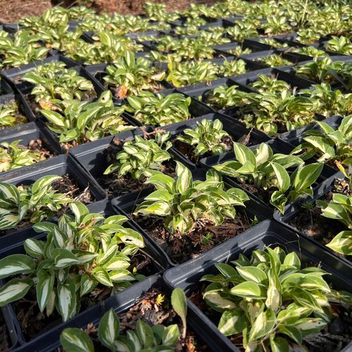 Funkia 'Pandora's Box' (Hosta) Miniaturka Doniczka 2.0L na Arena.pl