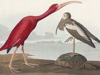 Plakat 100x75cm Szkarłatny Ibis, J.J. Audubon Vintage do Salonu
