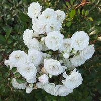 Róża okrywowa 'Alba Meidiland' (Rosa) w doniczkach P11, wysokość 20-30 cm