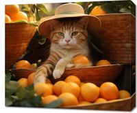 product-compare-59477371