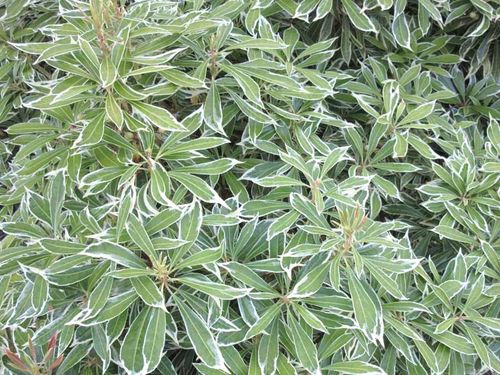 Pieris Variegata RED na Arena.pl