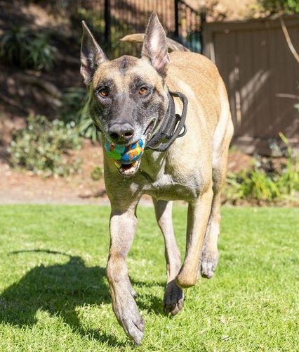 Chuckit! Eco Fetch Ball Large [37165] na Arena.pl