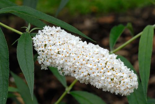 Budleja Dawida 'White Profusion' Biała (Buddleja davidii) Doniczka 5.0L na Arena.pl