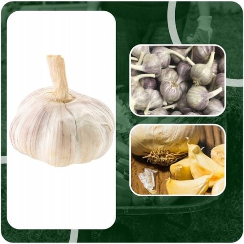 CZOSNEK ZIMOWY HARNAŚ 5,5CM – DUŻE ZĄBKI POLSKA JAKOŚĆ MOCNY PLON na Arena.pl