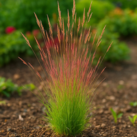 Kostrzewa 'Walberla' (Festuca) Czerwone Przebarwienia Ozdobna Trawa
