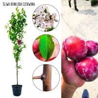 Śliwa Renkloda Czerwona idealna do przetworów 180-220 cm