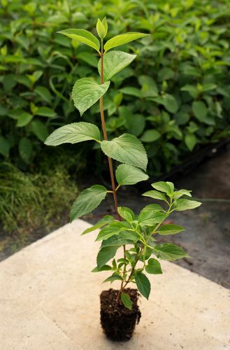 Hortensja Bukietowa MAGICAL FLAME 20-40cm Ognista Czerwień na Arena.pl