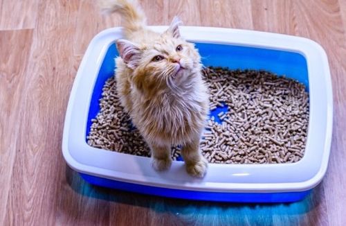 ŻWIREK DREWNIANY 15KG DLA KOTÓW CHOMIKÓW KRÓLIKÓW PELLET na Arena.pl