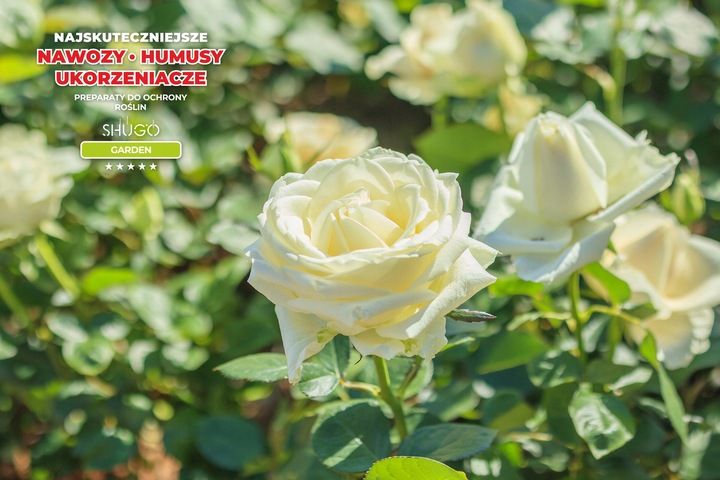 Nawóz do Róż 5 kg SHUGO zdjęcie 5