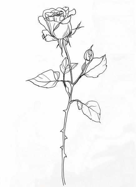 Plakat 40x55cm Kontur Róży zdjęcie 1