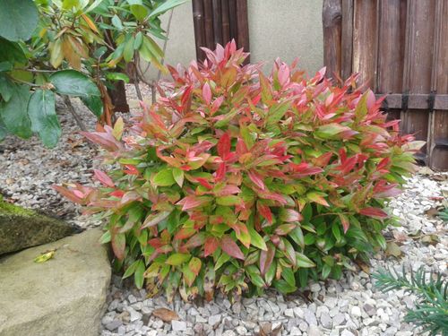 Kiścień SCARLETTA ZEBLID 20-40cm Wyjątkowy Krzew na Arena.pl