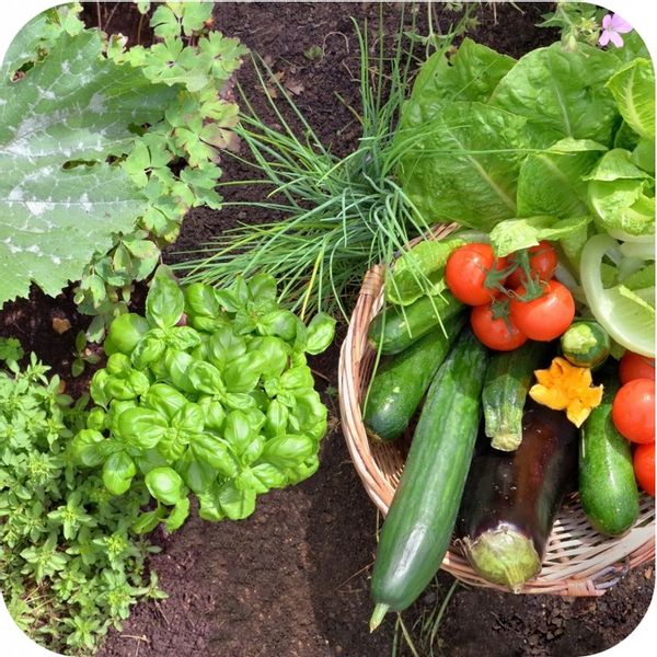 Nawóz uniwersalny do ogrodu 3kg AZOFOSKA granulowany OBFITE PLONY zdjęcie 15