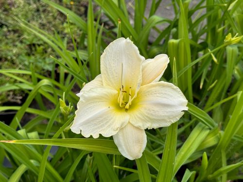 Liliowiec 'White Temptation' Biały Duże Kwiaty (Hemerocallis) Doniczka 2.0L na Arena.pl