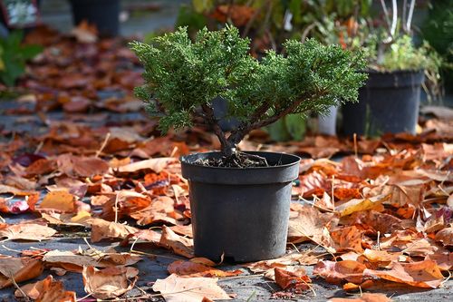Jałowiec chiński Shimpaku - Juniperus chinensis 0047 na Arena.pl