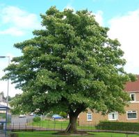 KLON JAWOR Acer pseudoplatanus - NASIONA 500 sztuk - 100g.