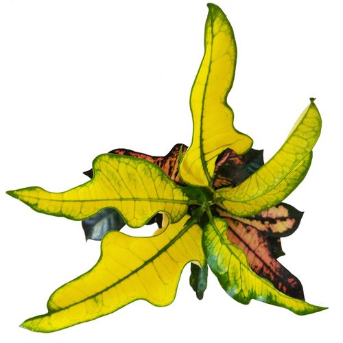 Kroton WILM 40cm na Arena.pl