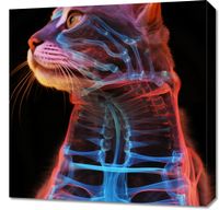 Obraz 60x60cm Anatomia Kota