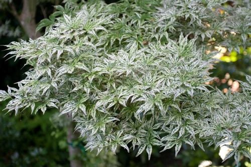 Klon palmowy Ukigumo unikatowy 40-60cm P14 na Arena.pl