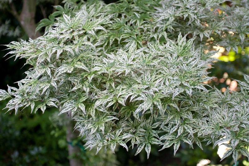 Klon palmowy Ukigumo unikatowy 40-60cm P14 zdjęcie 5