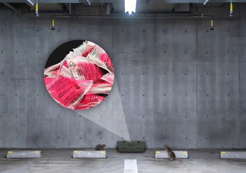 MOCNA SILNA TRUTKA NA SZCZURY MYSZY CZERWONA PASTA BROMADIOLONE NO na Arena.pl