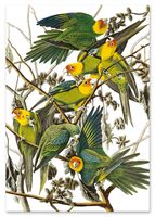 Plakat cyfrowy do wydruku papugi