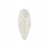 Akinu Kość sepia WOLNO (1kg) 20 - 25 cm