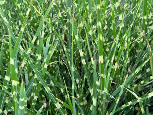 Miskant chiński 'Apache' Niski Pstry (Miscanthus sinensis) Doniczka 2.0L na Arena.pl