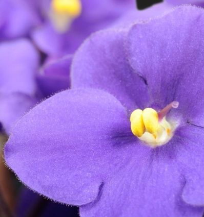 YODEYMA Paris_HARPINA Eau de Parfum EDP 50 ml zdjęcie 2