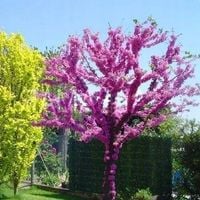P11 JUDASZOWIEC KANADYJSKI CERCIS CANADENSIS