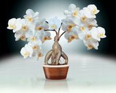 FOTOTAPETA KWIATY BIAŁE KWIATY W DONICY ORCHIDEA