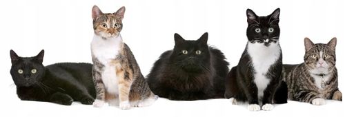 Obroża na pchły i kleszcze dla kota w wieku 8 miesięcy 32 CM na Arena.pl