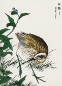 Plakat 20,5x28,4cm Greenshank, Kashu Japoński Vintage do Salonu