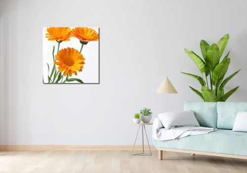 Obraz 70x70cm Słoneczne Kalendule na Arena.pl