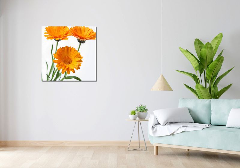 Obraz 70x70cm Słoneczne Kalendule zdjęcie 2