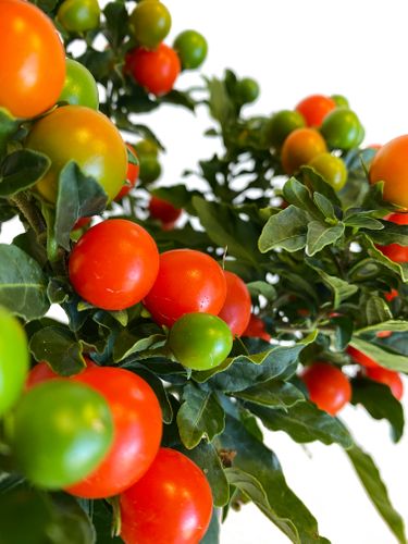 Psianka (Solanum Mega Ball) 25 cm na Arena.pl