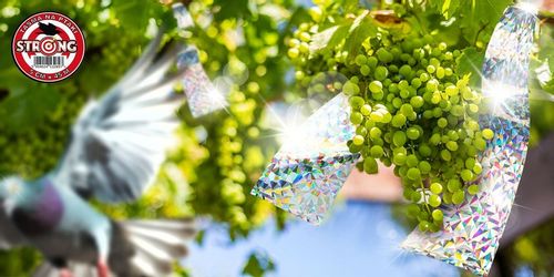 ZESTAW DO ODSTRASZANIA PTAKÓW GOŁĘBIE WRÓBLE MEWY na Arena.pl