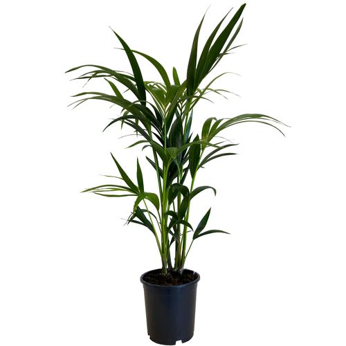 PALMA KENTIA (Kencja, Howea)  100cm na Arena.pl