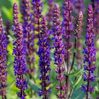 Szałwia omszona 'Caradonna' Fioletowa (Salvia nemorosa) Doniczka 1.0L