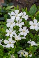 Barwinek pospolity Elisa - Vinca minor